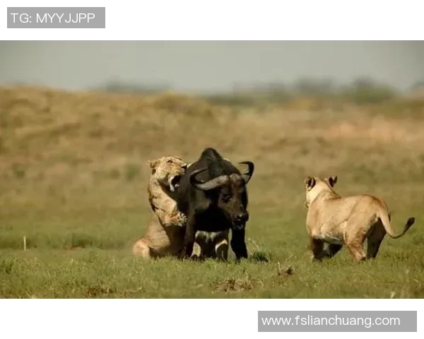 N龙勇士迎战河内水牛展开激烈较量争夺胜利荣耀与未来希望